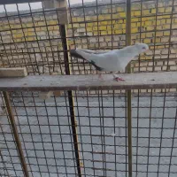 دم قهوی|پرنده|خرمشهر, |دیوار