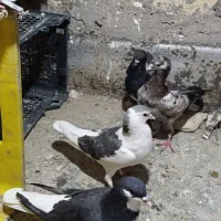 کفتر پلاس آبی|پرنده|قم, شهرک توانیر|دیوار
