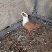 نر مخمل زرد