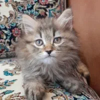 فروش گربه