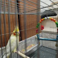 عروس هلندی لتینو