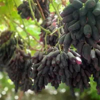 انگور موندراپ