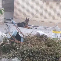 الیوس|سگ|بم, |دیوار