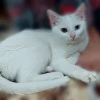 واگذاری و فروش بچه گربه خانگی