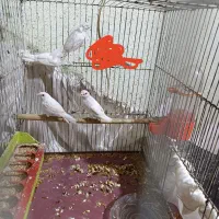 معاوضه چهارتا فنچ بنگال نر سفید باماده بنگال|پرنده|کارون, |دیوار