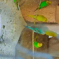 مرغ عشق فروشی جفتی دویست پنجاه تومن