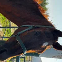 اسب نریون|اسب و تجهیزات اسبسواری|بندرعباس, |دیوار