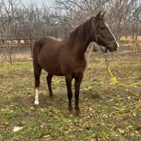 اسب مادیان|اسب و تجهیزات اسبسواری|اهر, |دیوار