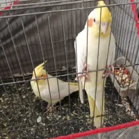 عروس هلندی|پرنده|گنبکی, |دیوار