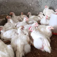 مرغ گوشتی اورگانیک