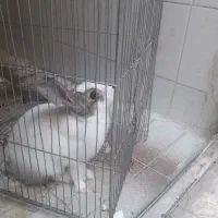 خرگوش سفید وباهوش