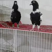 کفتر نر ماده