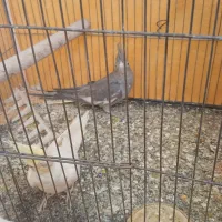 عروس هلندی|پرنده|سمیرم, |دیوار