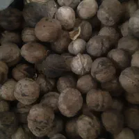 فروش گردو|عمده‌فروشی|شیروان (خراسان), |دیوار