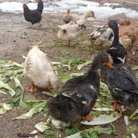 اردک محلی|حیوانات مزرعه|بومهن, |دیوار