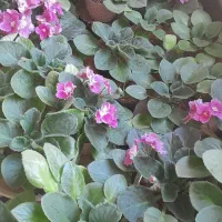 گل بنفشه آفریقایی