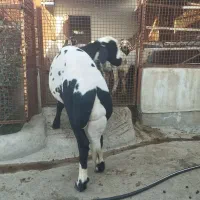 توقلی قوچ پلنگی زیرخاکی