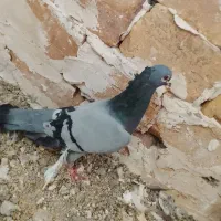 کفتر