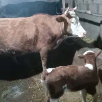 حیوانات مزرعه