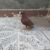 سرخ پاک نر