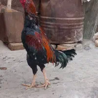 خروس لاری بشرط