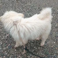 سگ پا کوتاه تزئینی