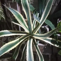 گل بابا ادم و اگاو ابلغ|گل و گیاه طبیعی|خمام, |دیوار