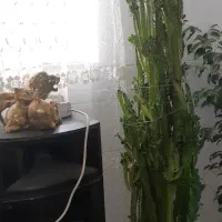 فیکوس افوربیا