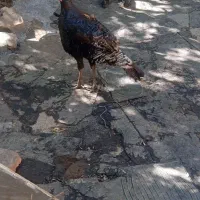 بوقلمون 1 ساله