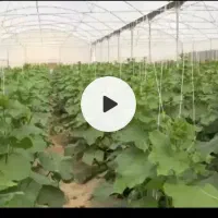 فروش 4838 متر مربع گلخانه زیر کشت در جالق|فروش دفتر صنعتی، کشاورزی، تجاری|سراوان, |دیوار