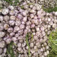 سیر تازه