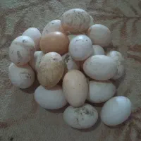 مرغ و خروس