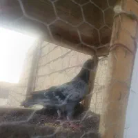 کفتر پرشی