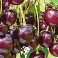 شربت گیلاس