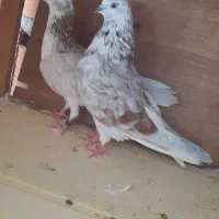 چند جفت کبوتر پرشی
