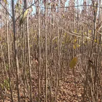 فـروش نـها.ل با مشاوره تمامی مراحل کاشت ونگهداری|خدمات باغبانی و درختکاری|سنقر, |دیوار