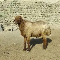 شیشک قوچ همو