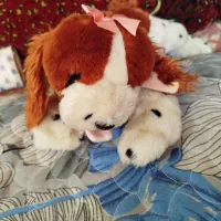 خرس های خارجی