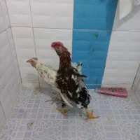 مر غ و خروس گلین