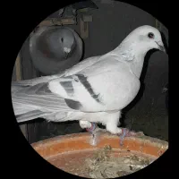 کفتری|پرنده|بیرجند, |دیوار