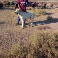 با سلام یک سگ البغزرد|سگ|شهریار, شهرک وائین|دیوار