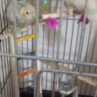 یه جفت عروس هلندی  جوجه 4 ماه و3 عدد فنج بنغالی