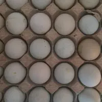 تخم نطفه دار ، آراکانا، لهستانی، یوسل بلژیکی