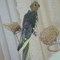 عروس هلندی فول دستی جوجه وجفت کوتوله برزیلی خوشگل