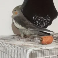 عروس هلندی|پرنده|مشهد, نیزه|دیوار