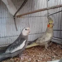 یک جفت عروس هولندیه مولد