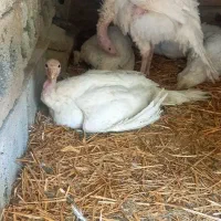 بوقلمون