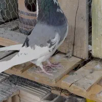 کفتر یال سبز ماده بی عیب