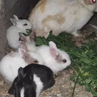 خرگوش خانگی جوان