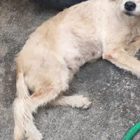 سگ پشمالو ماده شیتزو 1میلون|سگ|بندرعباس, |دیوار